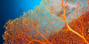 3D printed coral reefs